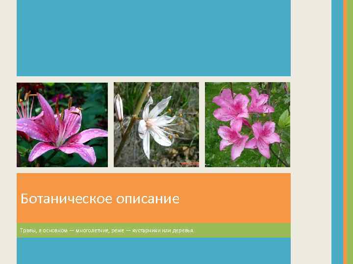 Ботаническое описание Травы, в основном — многолетние, реже — кустарники или деревья. 