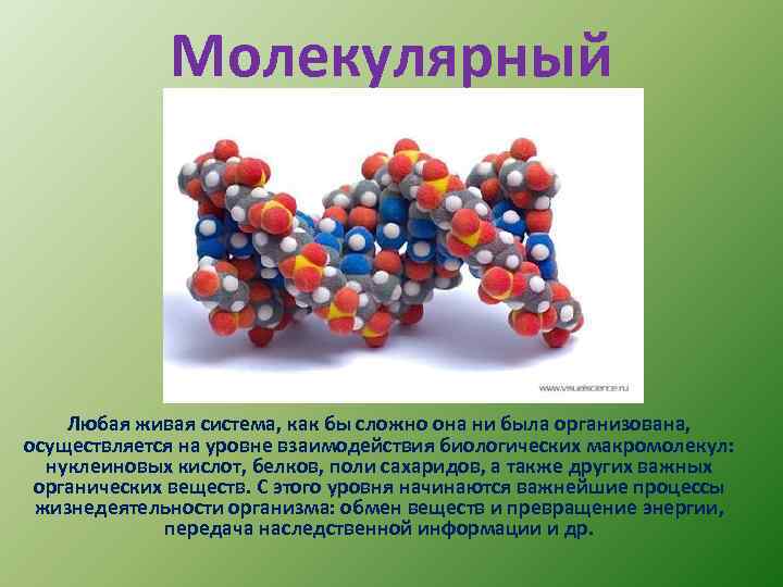 Молекулярный Любая живая система, как бы сложно она ни была организована, осуществляется на уровне