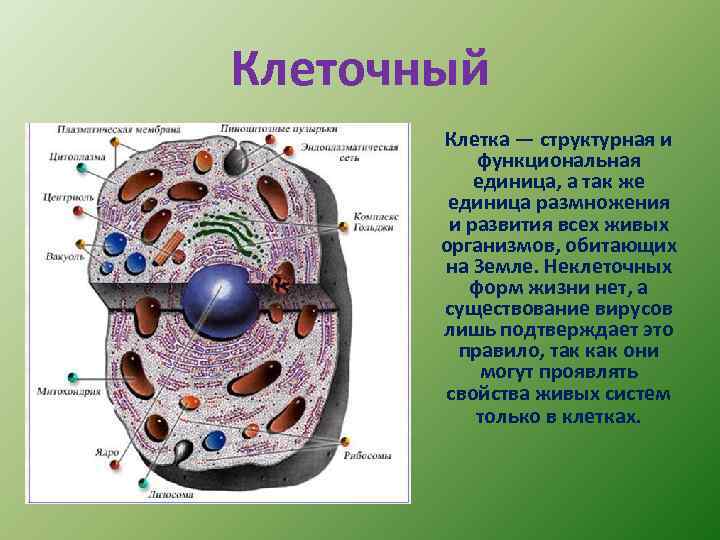 Клеточный Клетка — структурная и функциональная единица, а так же единица размножения и развития