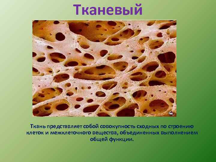 Тканевый Ткань представляет собой совокупность сходных по строению клеток и межклеточного вещества, объединенных выполнением