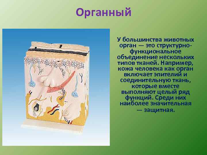 Органный У большинства животных орган — это структурнофункциональное объединение нескольких типов тканей. Например, кожа