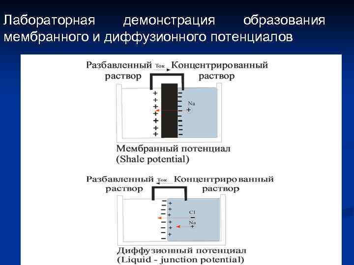 Лабораторная демонстрация образования мембранного и диффузионного потенциалов 