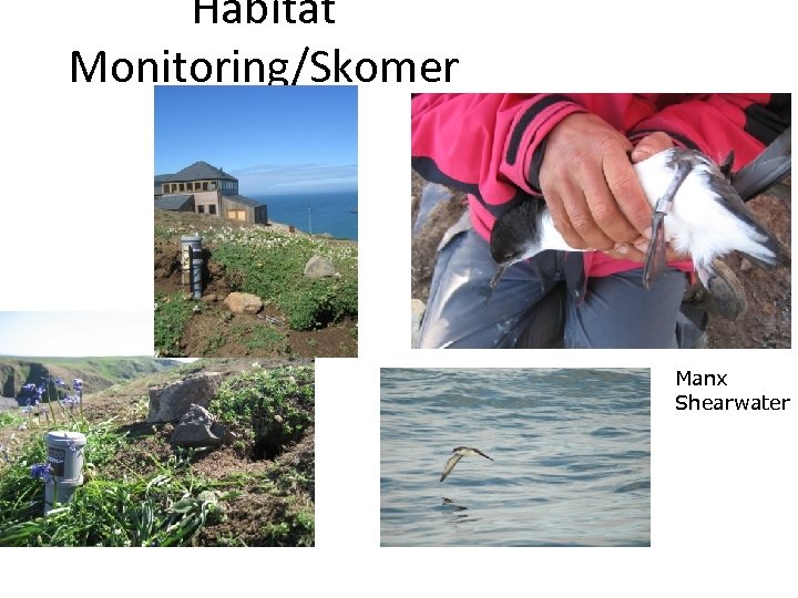 Habitat Monitoring/Skomer Island UK Manx Shearwater 