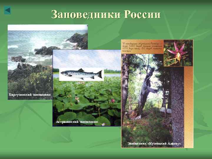 Заповедники России Баргузинский заповедник Астраханский заповедник Заповедник «Кузнецкий Алатау» 