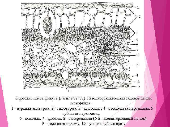 Мезофилл листа это