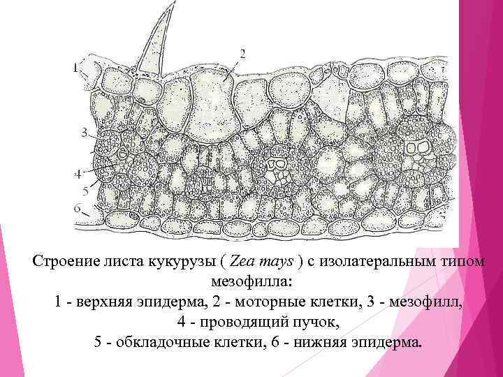 Строение листа кукурузы ( Zea mays ) с изолатеральным типом мезофилла: 1 - верхняя