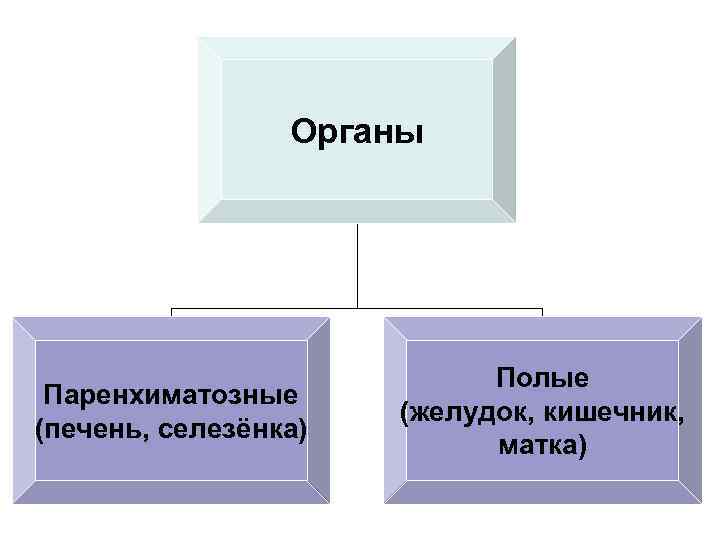 Полые органы человека