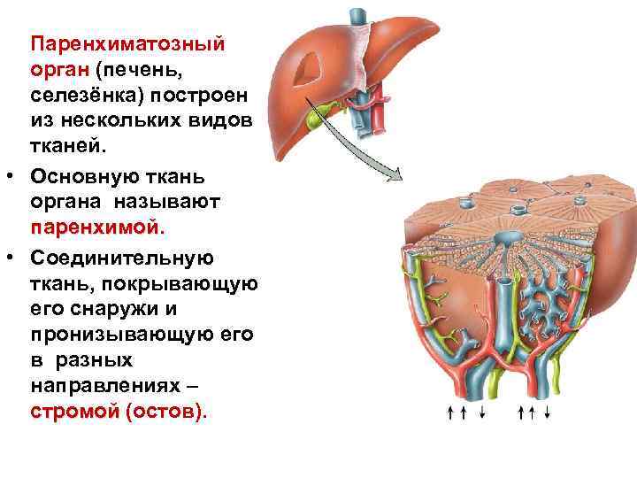 Паренхиматозный орган (печень, селезёнка) построен из нескольких видов тканей. • Основную ткань органа называют