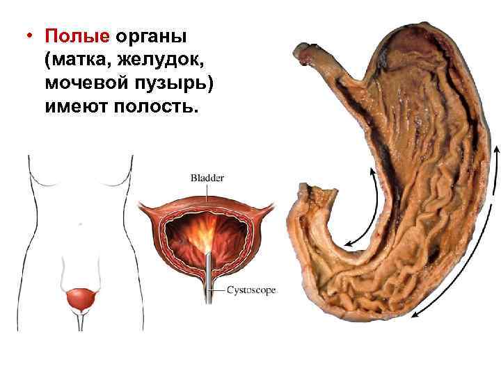  • Полые органы (матка, желудок, мочевой пузырь) имеют полость. 