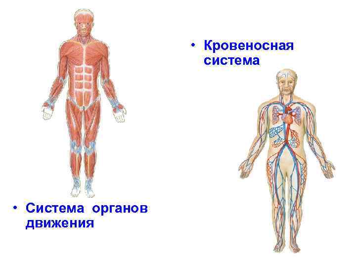  • Кровеносная система • Система органов движения 