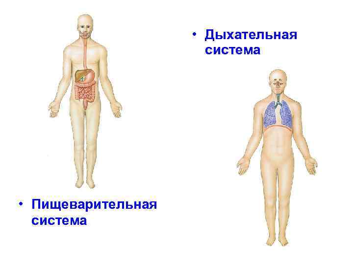  • Дыхательная система • Пищеварительная система 