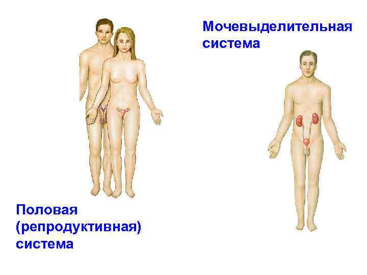 Мочевыделительная система Половая (репродуктивная) система 