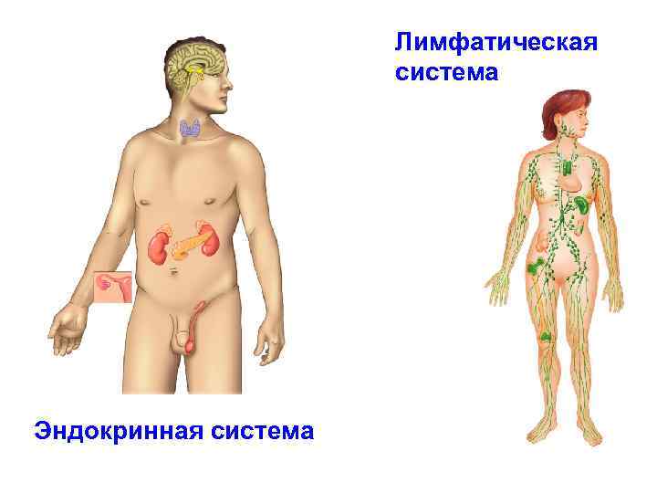 Лимфатическая система Эндокринная система 