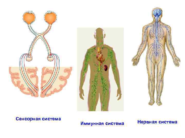 Сенсорная система Иммунная система Нервная система 