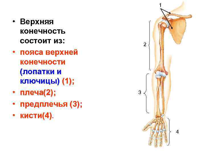 1 • Верхняя конечность состоит из: • пояса верхней конечности (лопатки и ключицы) (1);