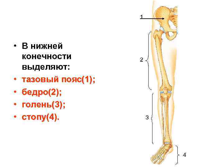 1 • В нижней конечности выделяют: • тазовый пояс(1); • бедро(2); • голень(3); •