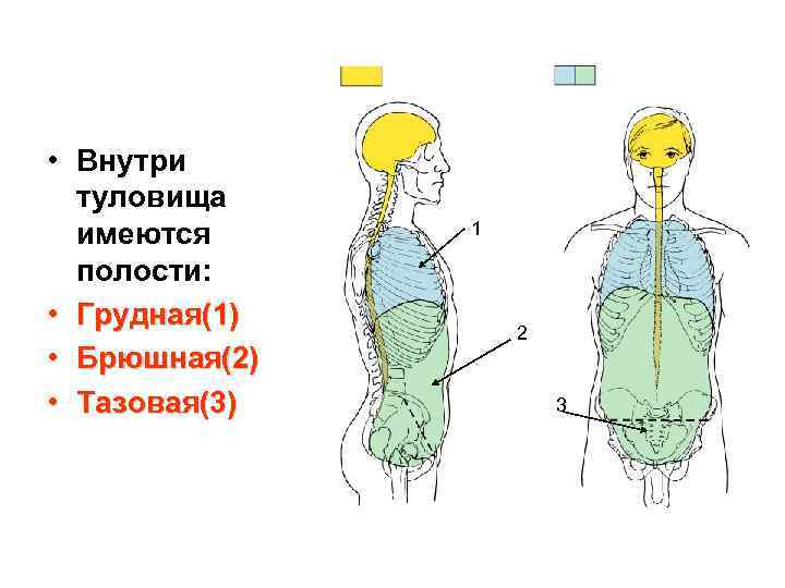  • Внутри туловища имеются полости: • Грудная(1) • Брюшная(2) • Тазовая(3) 1 2