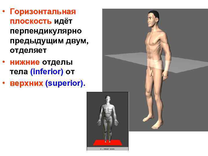  • Горизонтальная плоскость идёт перпендикулярно предыдущим двум, отделяет • нижние отделы тела (inferior)