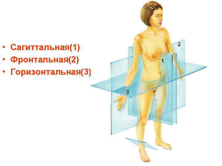 2 • Сагиттальная(1) • Фронтальная(2) • Горизонтальная(3) 1 3 