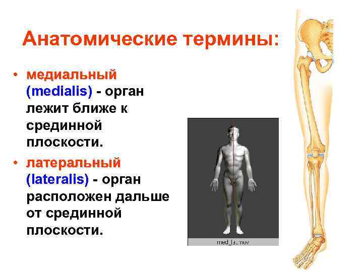 Анатомические термины: • медиальный (medialis) - орган лежит ближе к срединной плоскости. • латеральный