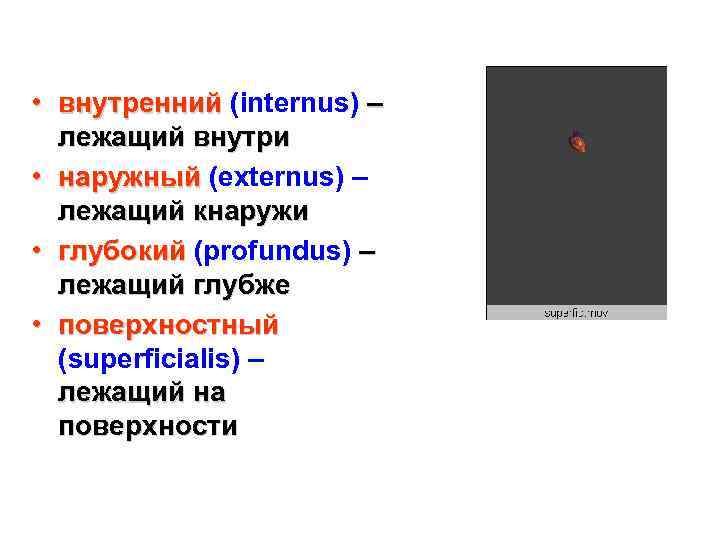  • внутренний (internus) – лежащий внутри • наружный (externus) – лежащий кнаружи •