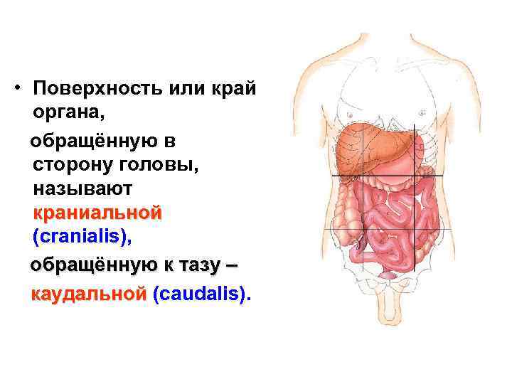  • Поверхность или край органа, обращённую в сторону головы, называют краниальной (cranialis), обращённую