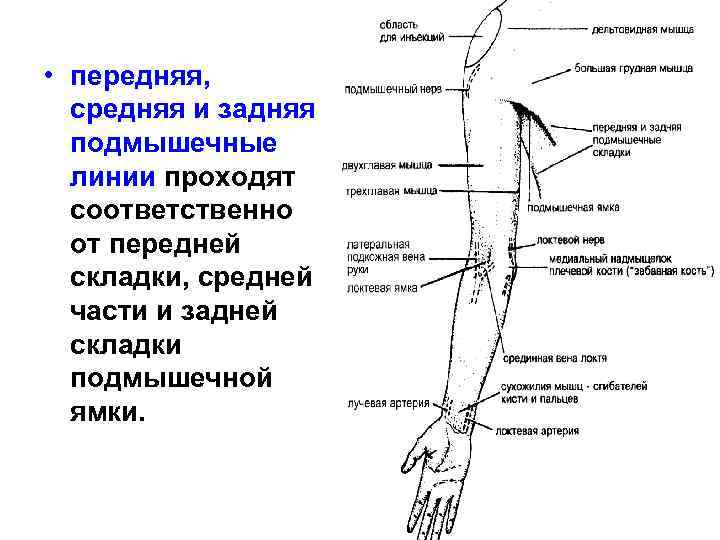  • передняя, средняя и задняя подмышечные линии проходят соответственно от передней складки, средней