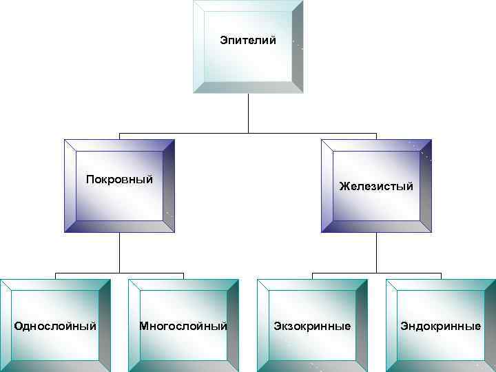 Эпителий Покровный Однослойный Многослойный Железистый Экзокринные Эндокринные 