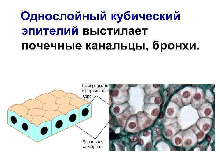 Однослойный кубический эпителий выстилает почечные канальцы, бронхи. 