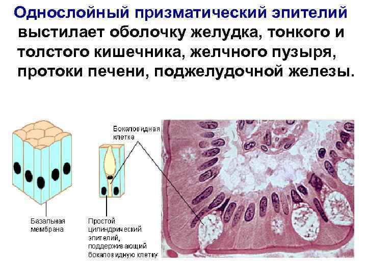 Однослойный призматический эпителий выстилает оболочку желудка, тонкого и толстого кишечника, желчного пузыря, протоки печени,