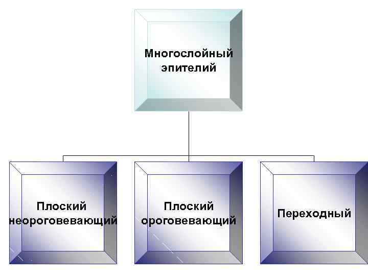 Многослойный эпителий Плоский неороговевающий Плоский ороговевающий Переходный 