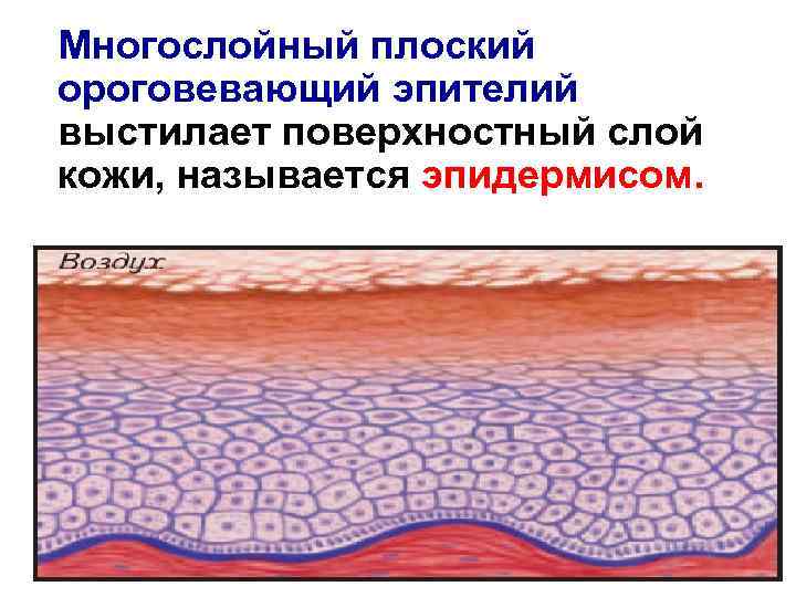 Многослойный плоский ороговевающий эпителий выстилает поверхностный слой кожи, называется эпидермисом. 