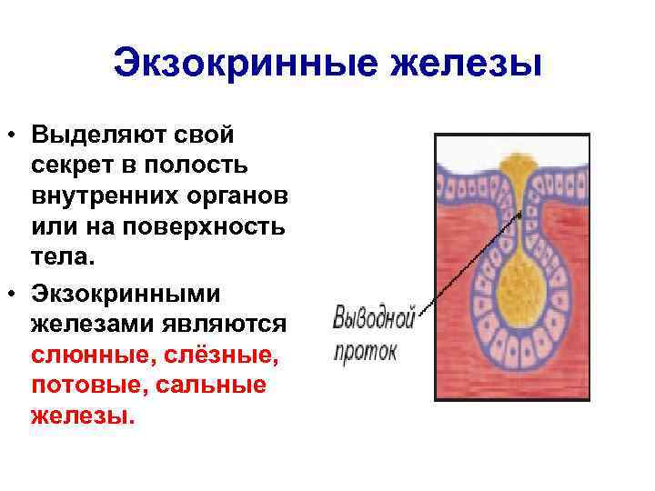 Экзокринные железы • Выделяют свой секрет в полость внутренних органов или на поверхность тела.