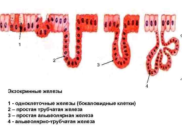 1 2 3 Экзокринные железы 1 - одноклеточные железы (бокаловидные клетки) 2 – простая