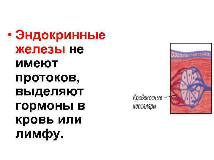  • Эндокринные железы не имеют протоков, выделяют гормоны в кровь или лимфу. 