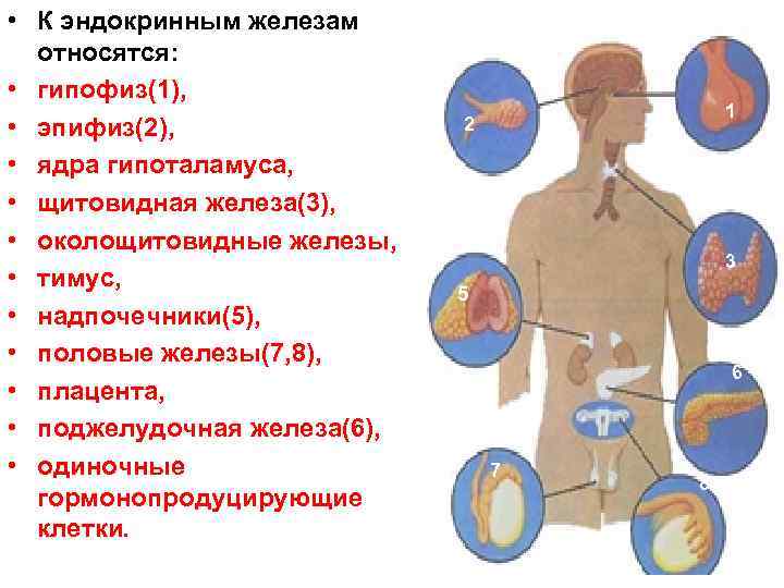 Какие железы относятся к железам