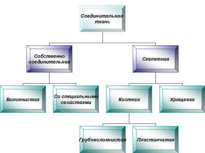 Соединительная ткань Собственно соединительная Волокнистая Скелетная Со специальными свойствами Костная Грубоволокнистая Хрящевая Пластинчатая 