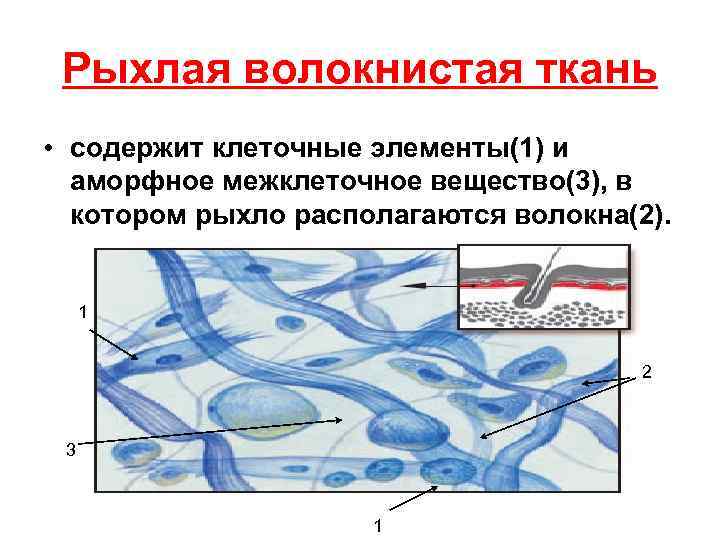 Рыхлая волокнистая ткань • содержит клеточные элементы(1) и аморфное межклеточное вещество(3), в котором рыхло