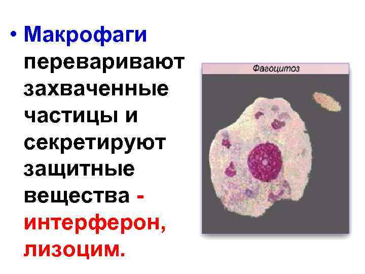 Клетками макрофагами являются. Макрофаги гистология. Строение макрофага гистология. Макрофак и тучгные коеикпиэ. Макрофаги функции гистология.
