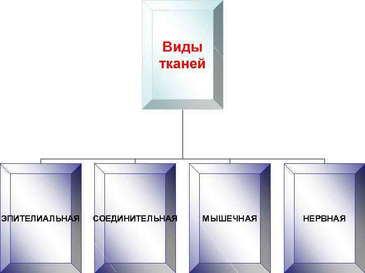 Виды тканей ЭПИТЕЛИАЛЬНАЯ СОЕДИНИТЕЛЬНАЯ МЫШЕЧНАЯ НЕРВНАЯ 