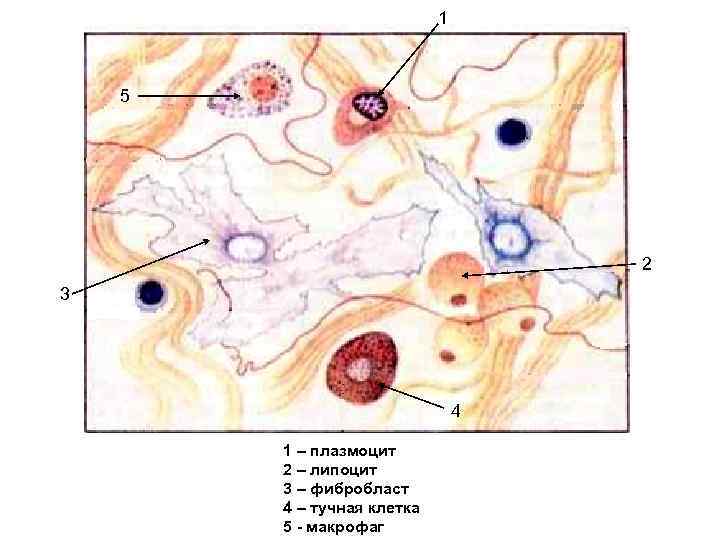 1 5 2 3 4 1 – плазмоцит 2 – липоцит 3 – фибробласт