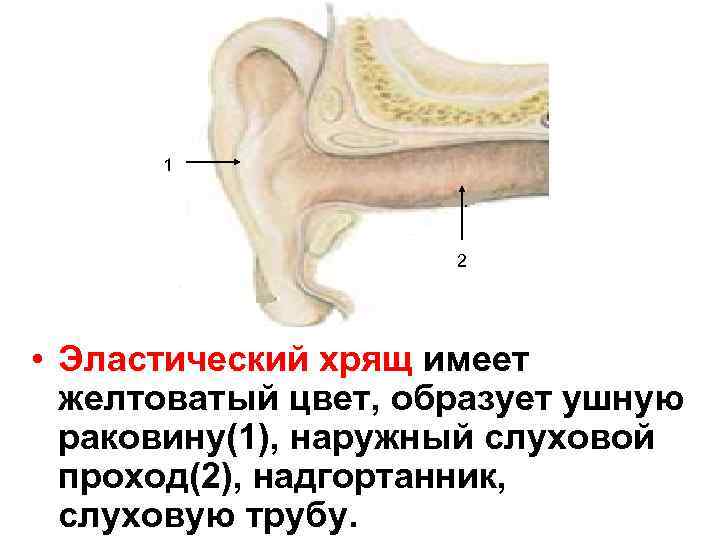 1 2 • Эластический хрящ имеет желтоватый цвет, образует ушную раковину(1), наружный слуховой проход(2),