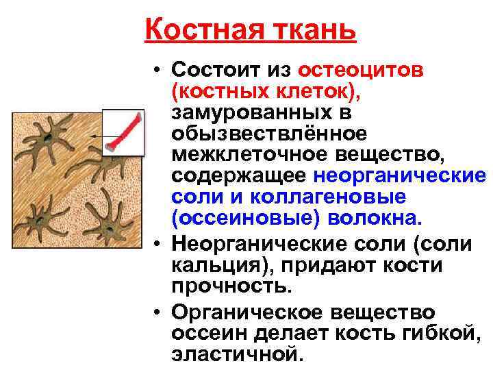 1 ткань состоит из. Костная ткань состоит из. Костная ткань состоит из клеток. Костные клетки и межклеточное вещество. Костная ткань состоит из остеоцитов.