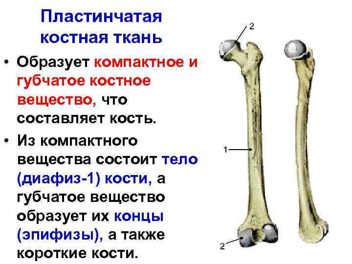 Пластинчатая костная ткань • Образует компактное и губчатое костное вещество, что составляет кость. •