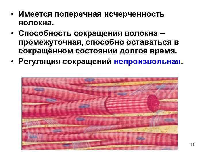 Волокна поперечно полосатой скелетной мускулатуры ядра