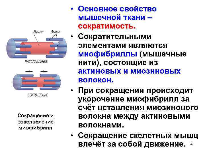 Сократимость это