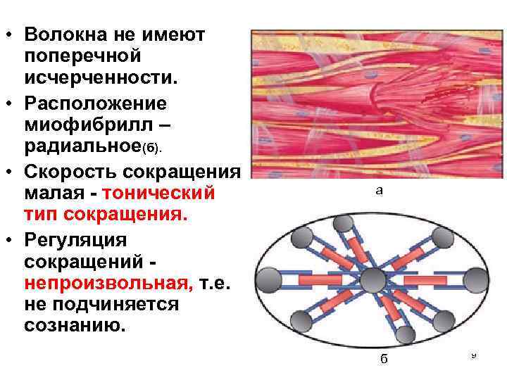 Мышечная ткань обладает