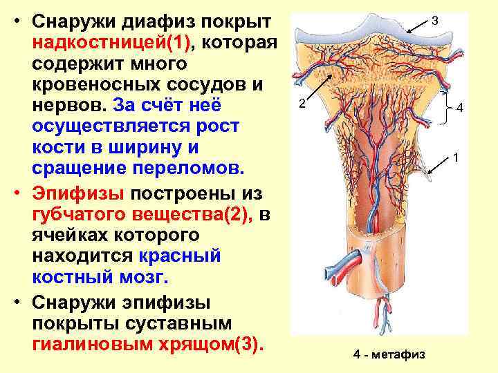  • Снаружи диафиз покрыт. надкостницей(1), которая содержит много кровеносных сосудов и нервов. За