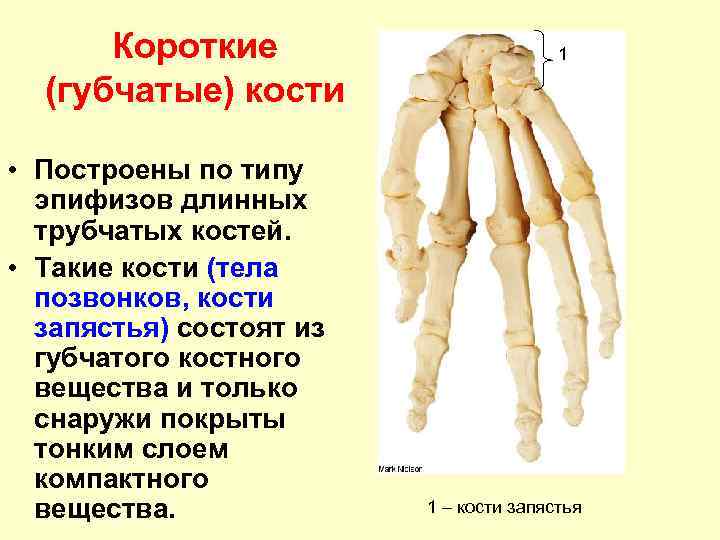 Почему костю назвали костей