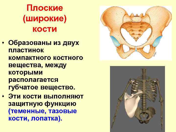 Костя образованы. Широкие тазовые кости. Плоские кости таза. Плоские широкие кости. Тазовые кости плоские.